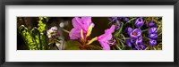 Framed Close-up of purple and pink flowers