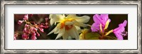 Framed Close-up of white and pink  flowers
