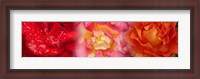 Framed Close-up of three Rose flowers