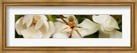 Framed Close-up of white magnolia flowers