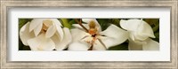 Framed Close-up of white magnolia flowers