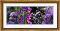 Framed Close-up of purple flowers