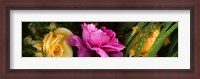 Framed Close-up of roses