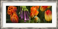 Framed Close-up of orange and purple flowers