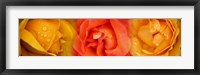 Framed Close-up of roses with dew drops