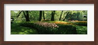 Framed Tulip flowers and trees in Keukenhof Gardens, Lisse, South Holland, Netherlands