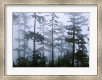 Framed Silhouette of trees with fog, Douglas Fir, Hemlock Tree, Olympic Mountains, Olympic National Park, Washington State, USA