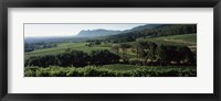 Framed Vineyard with mountains, Constantiaberg, Constantia, Cape Winelands, Cape Town, Western Cape Province, South Africa