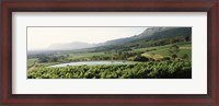 Framed Vineyard with Constantiaberg mountain range, Constantia, Cape Winelands, Cape Town, Western Cape Province, South Africa