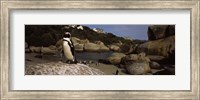 Framed Colony of Jackass penguins on the beach, Boulder Beach, Cape Town, Western Cape Province, Republic of South Africa