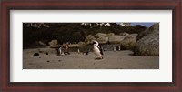 Framed Colony of Jackass penguins with tourists, Boulder Beach, False Bay, Cape Town, Western Cape Province, Republic of South Africa