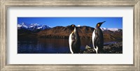 Framed Two King penguins on shore of Cumberland Bay East, King Edward Point, Cumberland Bay, South Georgia Island