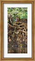 Framed Jaguar resting at the riverside, Three Brothers River, Meeting of the Waters State Park, Pantanal Wetlands, Brazil