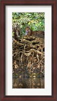 Framed Jaguar resting at the riverside, Three Brothers River, Meeting of the Waters State Park, Pantanal Wetlands, Brazil