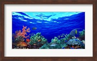 Framed Underwater view of Pallid triggerfish, Oriental Sweetlips and Longfin bannerfish with Yellowbar Angelfish