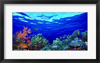 Framed Underwater view of Pallid triggerfish, Oriental Sweetlips and Longfin bannerfish with Yellowbar Angelfish