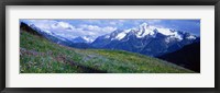 Framed Wildflowers Along Mountainside, Zillertaler, Austria