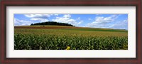 Framed Field Of Corn With Tractor In Distance, Carroll County, Maryland, USA