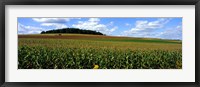 Framed Field Of Corn With Tractor In Distance, Carroll County, Maryland, USA