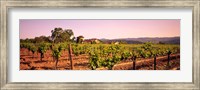Framed Sattui Winery, Napa Valley, California, USA