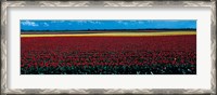 Framed Tulip field near Spalding Lincolnshire England