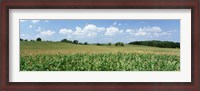 Framed Corn Crop In A Field, Wyoming County, New York State, USA