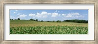 Framed Corn Crop In A Field, Wyoming County, New York State, USA