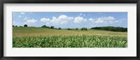 Framed Corn Crop In A Field, Wyoming County, New York State, USA