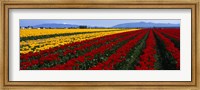 Framed Tulip Field, Mount Vernon, Washington State, USA