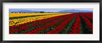 Framed Tulip Field, Mount Vernon, Washington State, USA