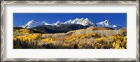 Framed USA, Colorado, Rocky Mountains, aspens, autumn