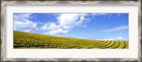 Framed Mustard Fields, Napa Valley, California, USA