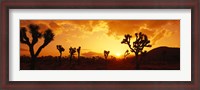 Framed Sunset, Joshua Tree Park, California