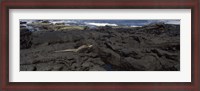 Framed Marine iguana (Amblyrhynchus cristatus) on volcanic rock, Isabela Island, Galapagos Islands, Ecuador