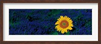 Framed France, Provence, Suze-La-Rouse, sunflower in lavender field