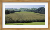 Framed Switzerland, Canton Zug, Panoramic view of Cornfields