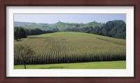 Framed Switzerland, Canton Zug, Panoramic view of Cornfields