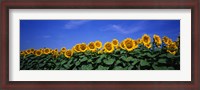 Framed Field Of Sunflowers, Bogue, Kansas, USA