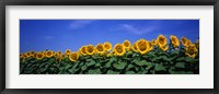 Framed Field Of Sunflowers, Bogue, Kansas, USA