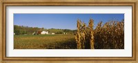 Framed Corn in a field after harvest, along SR19, Ohio, USA