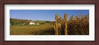 Framed Corn in a field after harvest, along SR19, Ohio, USA