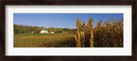 Framed Corn in a field after harvest, along SR19, Ohio, USA