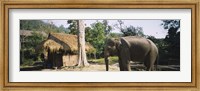 Framed Elephant standing outside a hut in a village, Chiang Mai, Thailand