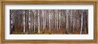Framed Silver birch trees in a forest, Narke, Sweden