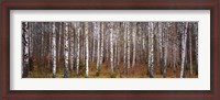 Framed Silver birch trees in a forest, Narke, Sweden