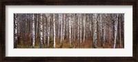 Framed Silver birch trees in a forest, Narke, Sweden