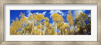 Framed USA, Colorado, Uncompahgre Nationa Forest