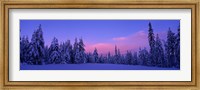 Framed Forest In Winter, Dalarna, Sweden
