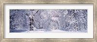 Framed Snow covered trees in a forest, Yosemite National Park, California, USA