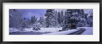 Framed Winter Road, Yosemite Park, California, USA